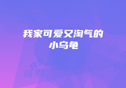 我家可爱又淘气的小乌龟