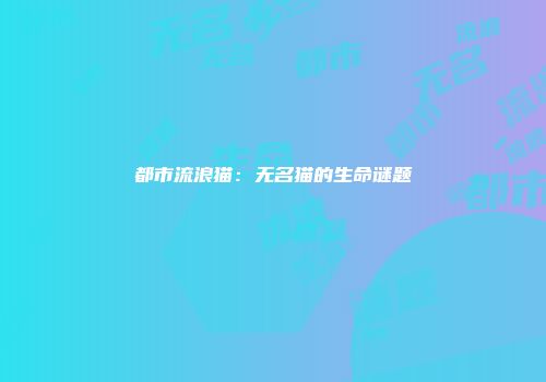 都市流浪猫：无名猫的生命谜题