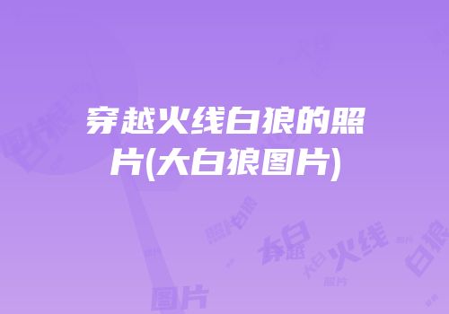 穿越火线白狼的照片(大白狼图片)