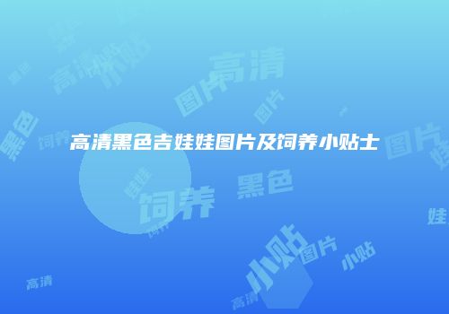 高清黑色吉娃娃图片及饲养小贴士
