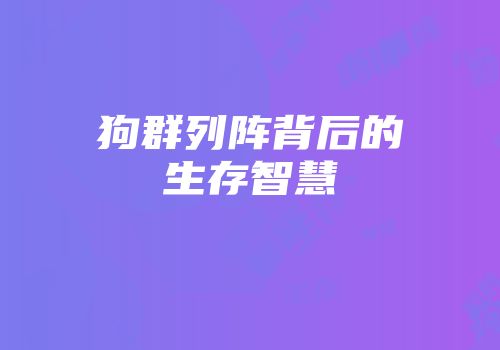 狗群列阵背后的生存智慧