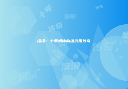 探探：十年相伴的流浪猫传奇